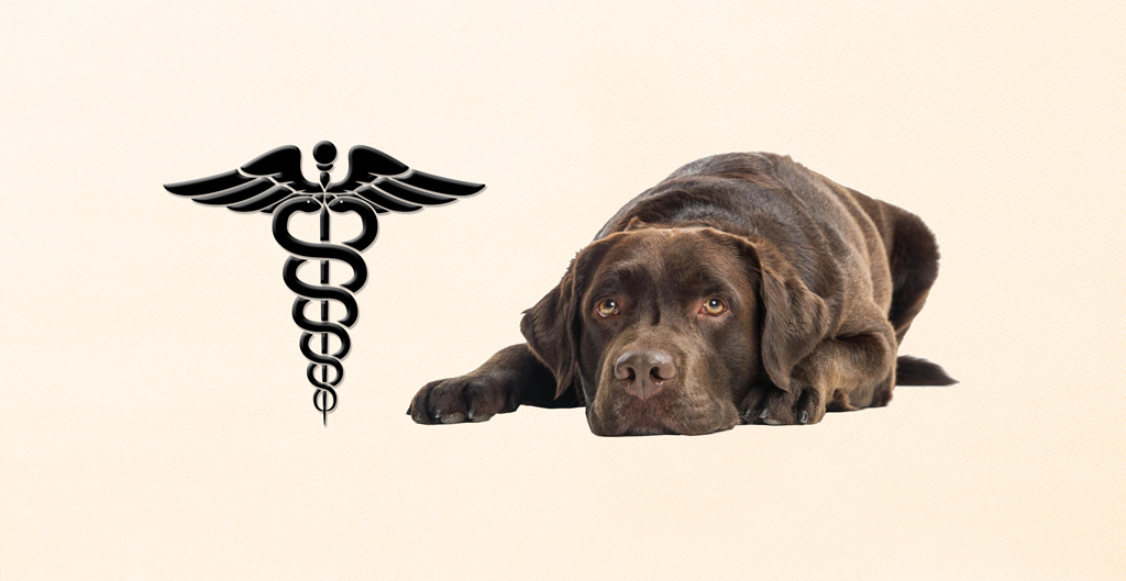 Rosetan Faux (Nurse Choco Lab) PROOF